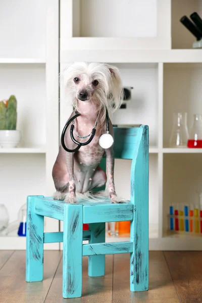 Hairless Chinese crested dog with stethoscope on chair in laboratory — Stock Photo, Image