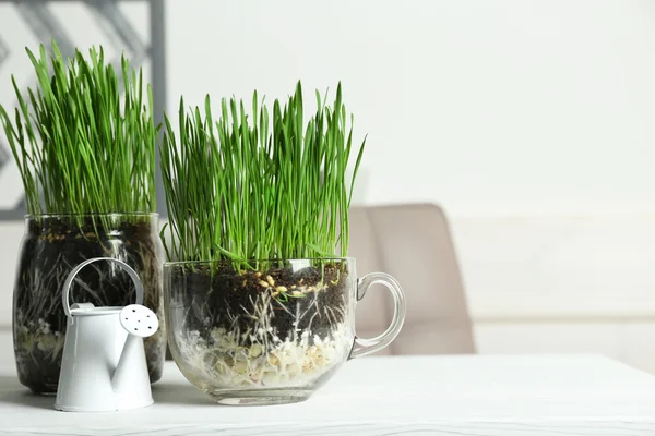 Pentole trasparenti con erba fresca verde sul tavolo — Foto Stock