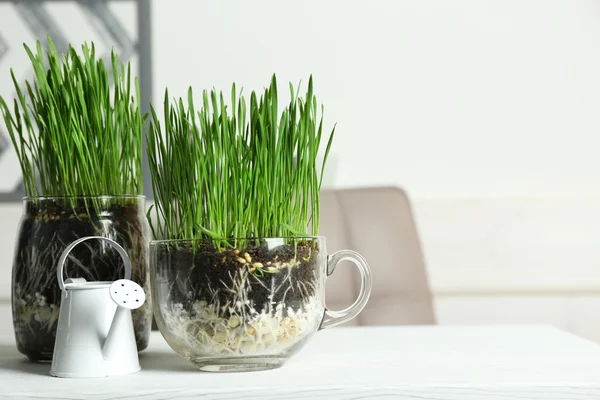 Genomskinliga krukor med färska gröna gräset på bord — Stockfoto