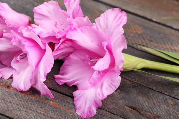 Beau gladiole sur fond en bois — Photo