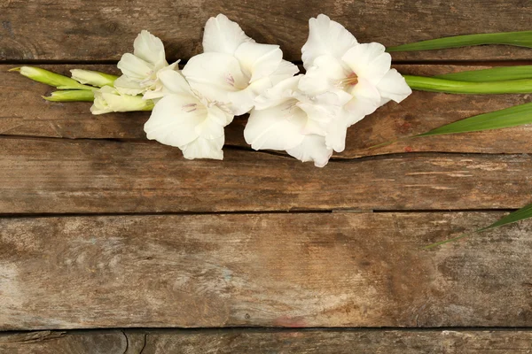 Beautiful gladiolus on wooden background — Stock Photo, Image