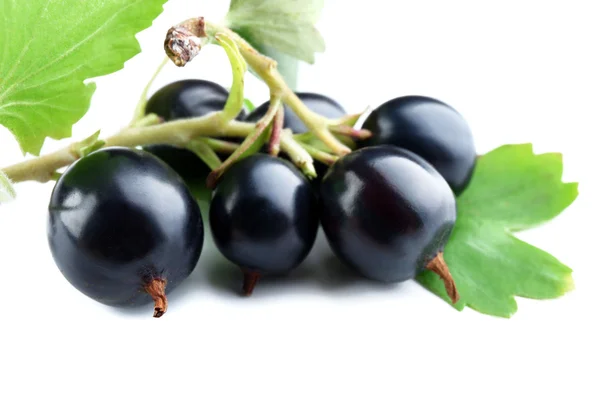 Vilda svarta vinbär med gröna blad på nära håll — Stockfoto