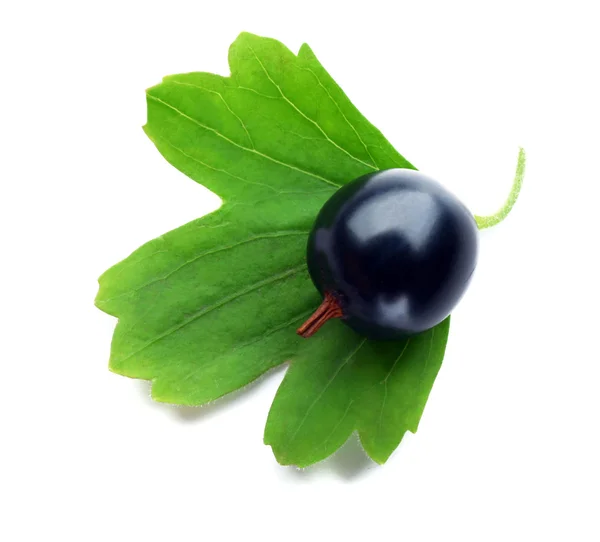 Vilda svarta vinbär med gröna blad på nära håll — Stockfoto