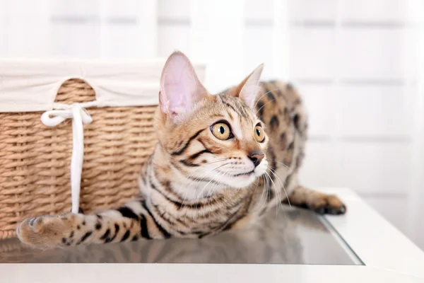 Beautiful Bengal kitten with basket in room — Stock Photo, Image