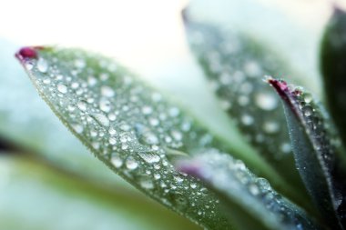 Güzel etli bitki su ile yakın kadar düşer.