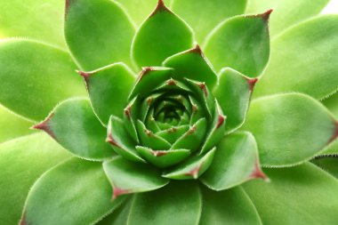 Güzel etli bitki yakın çekim