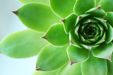 Güzel etli bitki yakın çekim