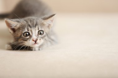 Şirin gri yavru kedi evde