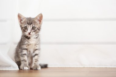 katta evde şirin gri kedicik