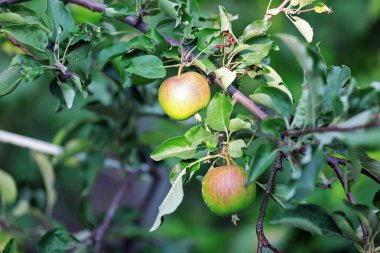 Elma ağacının dalını yakın çekim