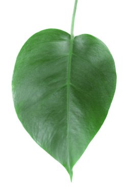 Monstera yaprak üzerinde beyaz izole