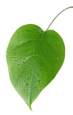 Monstera yaprak üzerinde beyaz izole