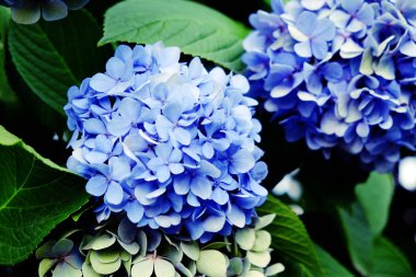 Bahçe içinde güzel ortanca çiçekleri