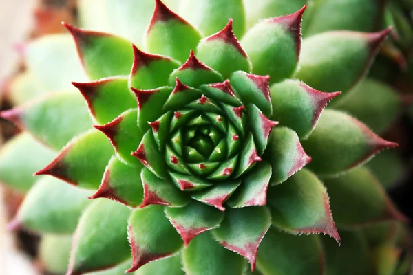 Hermosa planta suculenta de cerca — Foto de Stock