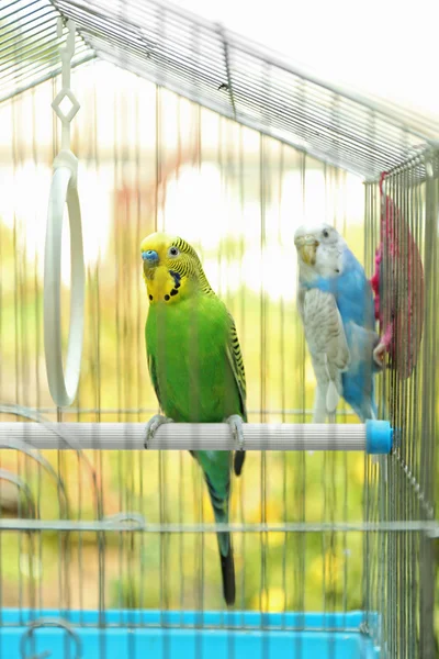 Χαριτωμένο πολύχρωμο budgies στο κλουβί, σε εξωτερικούς χώρους — Φωτογραφία Αρχείου