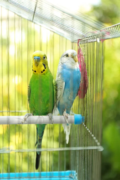 Cute colorful budgies in cage, outdoors — Stock Photo, Image