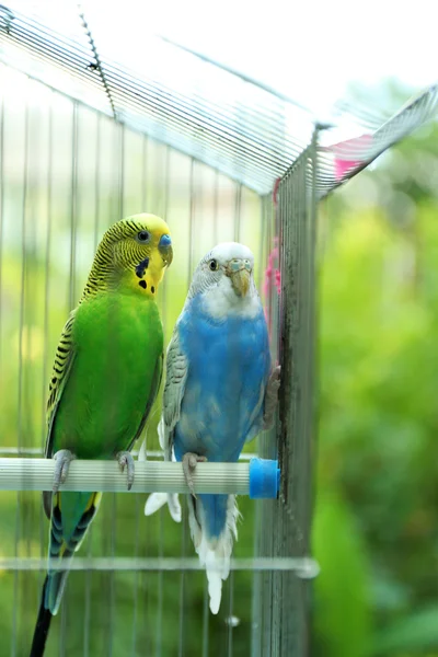 Niedliche bunte Wellensittiche im Käfig, im Freien — Stockfoto