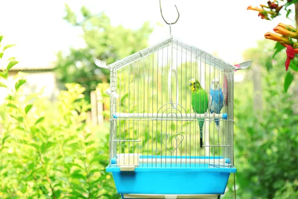 Cute colorful budgies in cage, outdoors — Stock Photo, Image