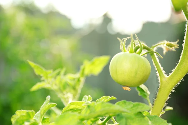 Green tomatoes growing on branches — Stock Photo, Image