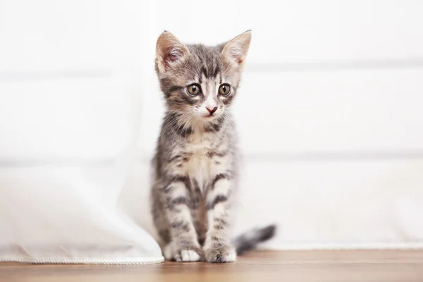 Lindo gatito gris en el suelo en casa — Foto de Stock