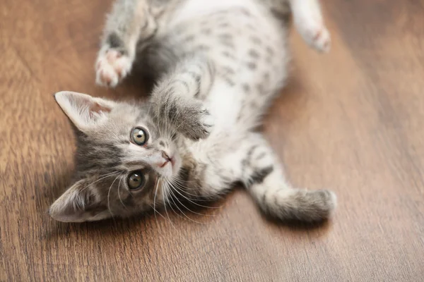 Lindo gatito gris en el suelo en casa — Foto de Stock