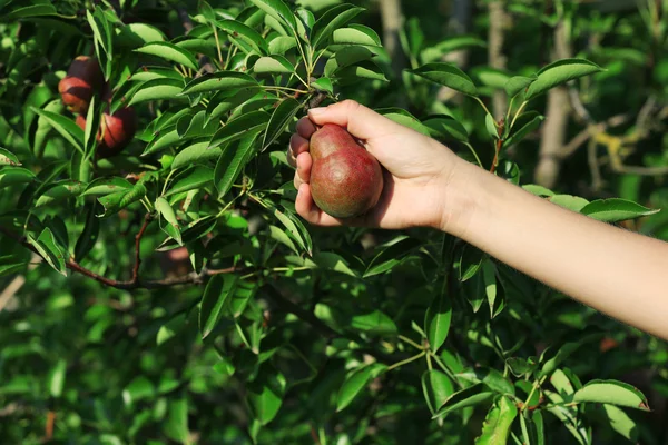 Pera raccolta mano femminile da albero — Foto Stock