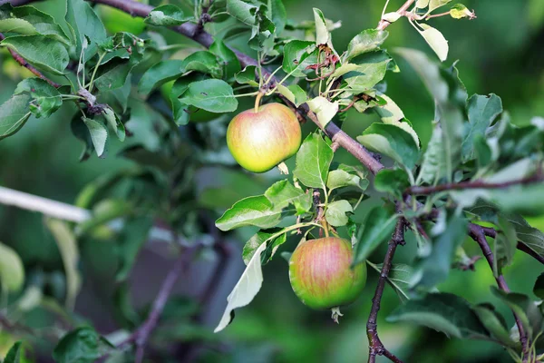 苹果树枝靠拢 — 图库照片