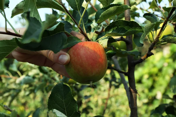 Vrouwelijke hand plukken appel van boom — Stockfoto