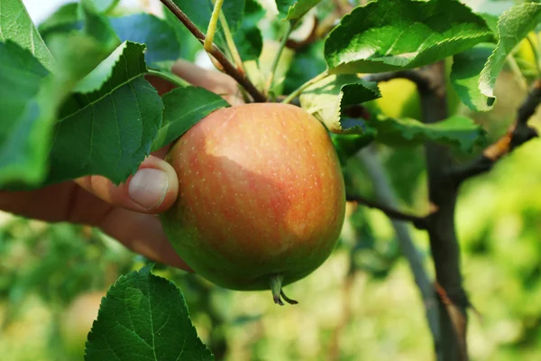 Vrouwelijke hand plukken appel van boom — Stockfoto