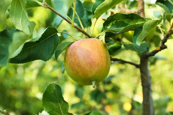 Tak van apple boom close-up — Stockfoto