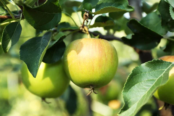 Tak van apple boom close-up — Stockfoto