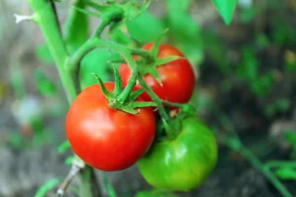 Bahçede büyüyen domates — Stok fotoğraf