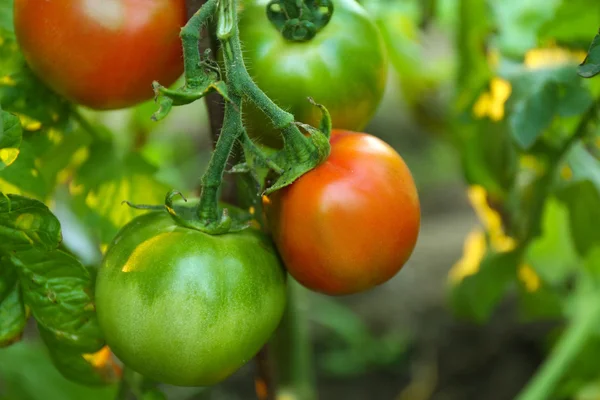 Tomatoes growing in garden — Stock Photo, Image