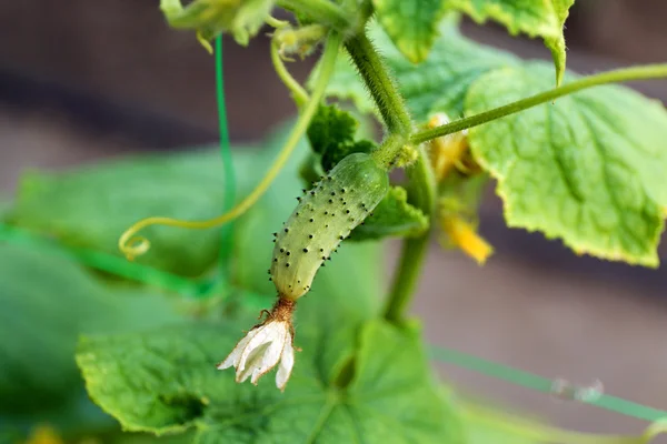 Cucumber growing in garden — Stock Photo, Image