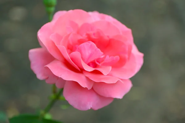 Vacker rosa Rose närbild — Stockfoto