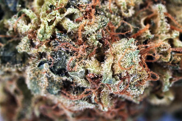 Seco cannabis medicinal de cerca —  Fotos de Stock