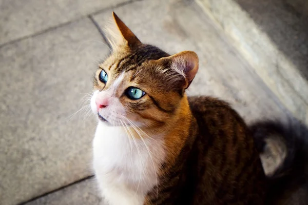 아름다운 고양이가 가까이 있다 — 스톡 사진