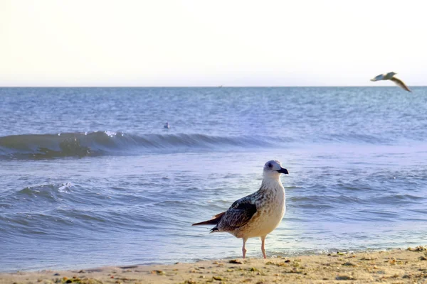 Deniz kıyısı üstünde martılar — Stok fotoğraf