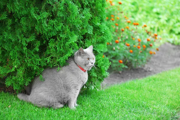 Британський кіт на тлі трави — стокове фото