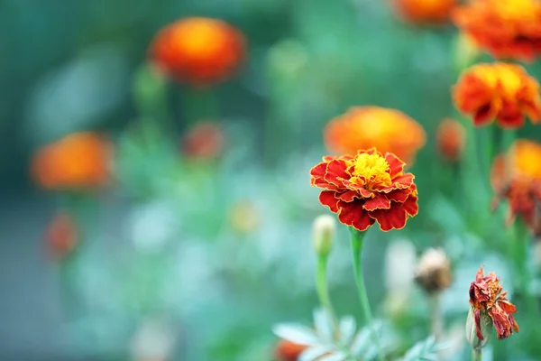 Flores en jardín, primer plano — Foto de Stock