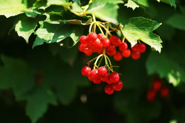 Branch of red viburnum close-up — Stock Photo, Image