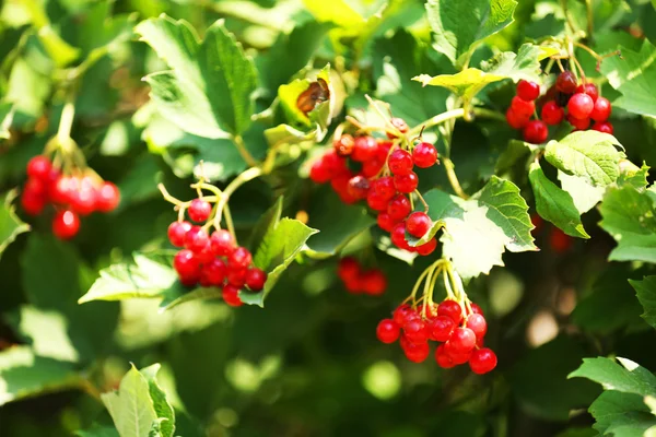Zweig des roten Viburnums in Nahaufnahme — Stockfoto