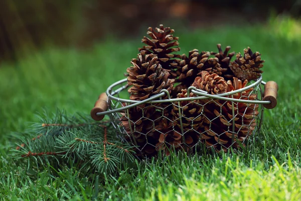 Beautiful pine cones in wicker basket on green grass background — Stock Photo, Image