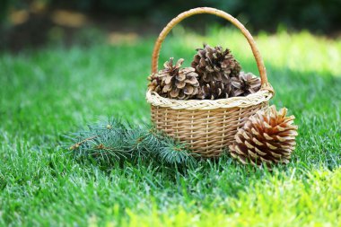 Hasır sepet yeşil çim zemin üzerine güzel çam kozalakları