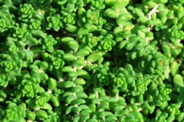 yeşil yapraklar arkaplan