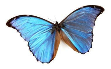 beyaz izole renkli kelebek