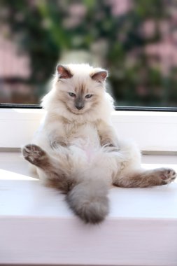 Pencere kenarında, closeup yalan kedi yavrusu