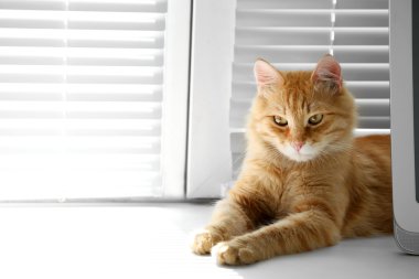 Pencere kenarında, closeup yalan kedi yavrusu