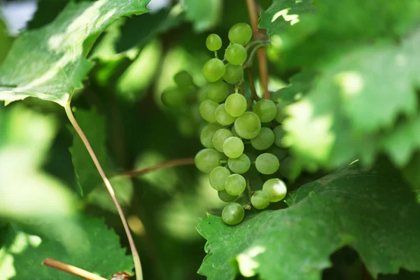 Branch of grapes close up — Stock Photo, Image