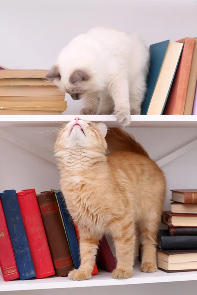 Cute little cats on shelf with books on light background — Stock Photo, Image